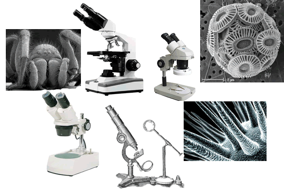 Microscopes and slides